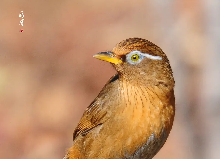 养过画眉鸟的人都知道画眉鸟尾巴有多种型态,也了解为总舵,它是支撑