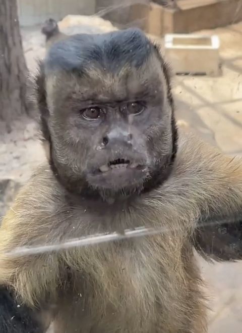 新晋网红国字脸猴昆明也有还不止一只