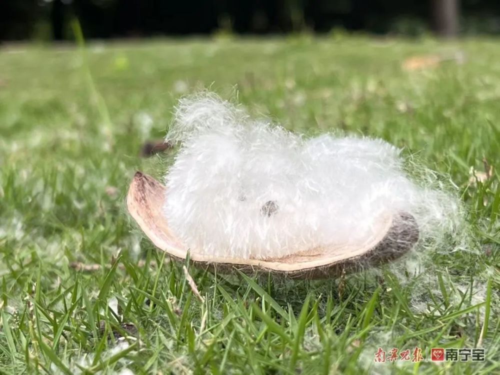 轻风吹过棉絮飞舞这类人群要注意