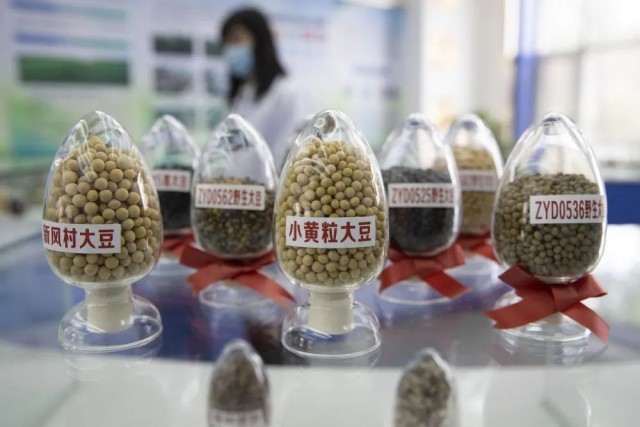 玉米种子迎来新品种与新技术的盛宴