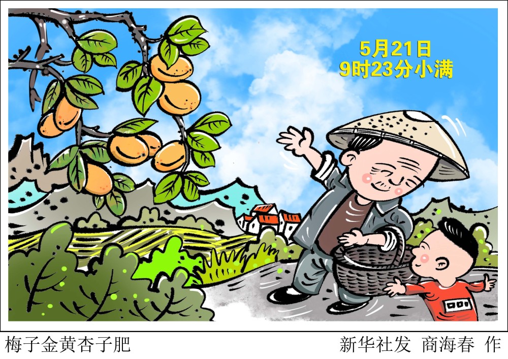 图表漫画二十四节气小满梅子金黄杏子肥