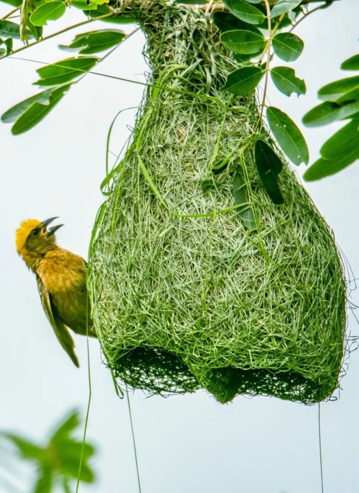这样的鸟窝你见过吗?_腾讯新闻