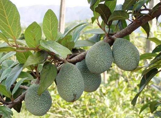 爱玉子——薜荔的变种人.