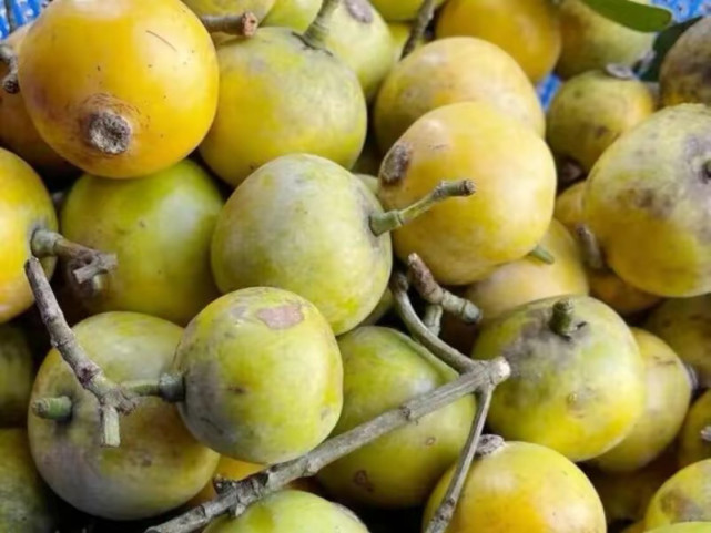 山里的一种野果"木竹子",酸酸甜甜的,你认识吗