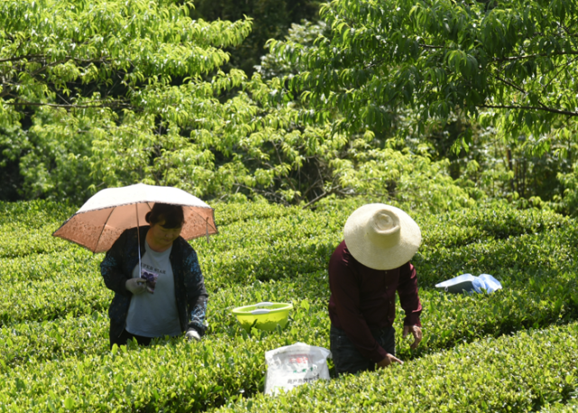 二凤岩村村民正在采茶 .刘铭 摄富在产业,美在环境.