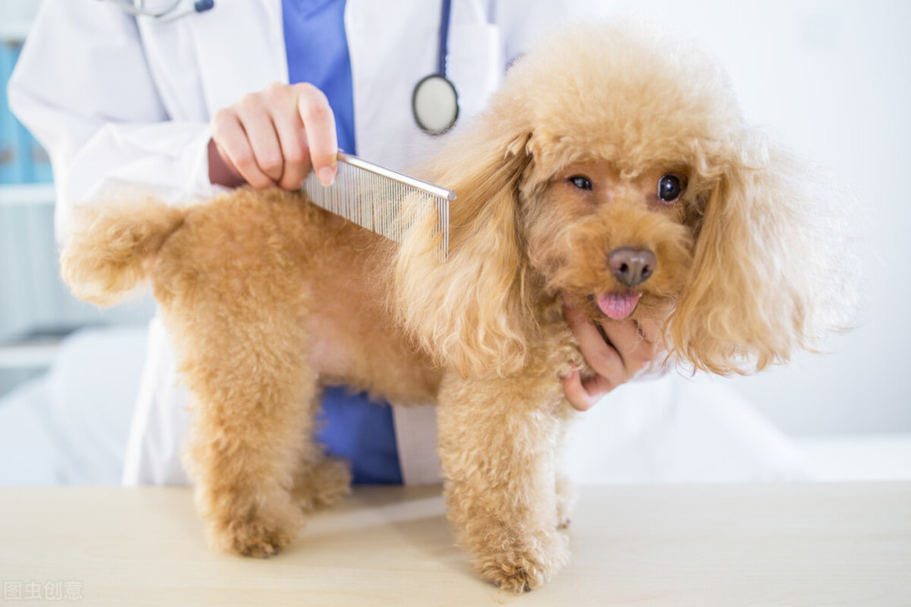 狗湿疹的症状是什么看到狗湿疹一定很痛苦吧 腾讯新闻