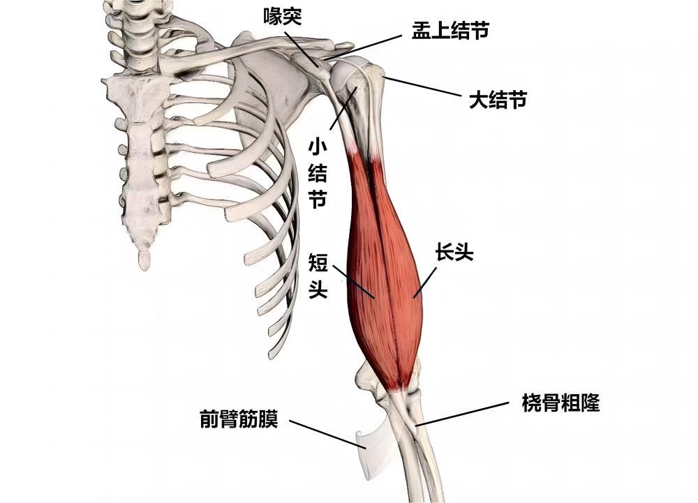 肱二头肌止点除了附着于桡骨粗隆外,还附着于肱二头肌腱膜.