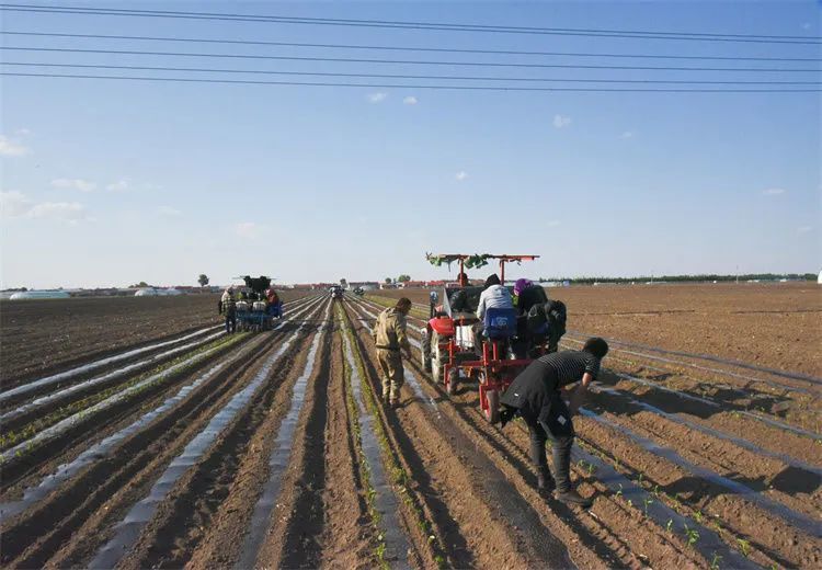 内蒙古开鲁县东风镇道德村:3000亩红干椒大田移栽"领跑"产业振兴_腾讯
