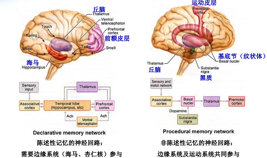 為什麼大腦要刪除3歲前的記憶我們小時候看見了什麼