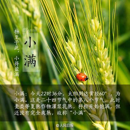 青未了|二十四节气之小满