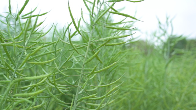但因贵州气候特殊,油菜成熟期光照不足,导致贵州油菜含油量整体偏低.