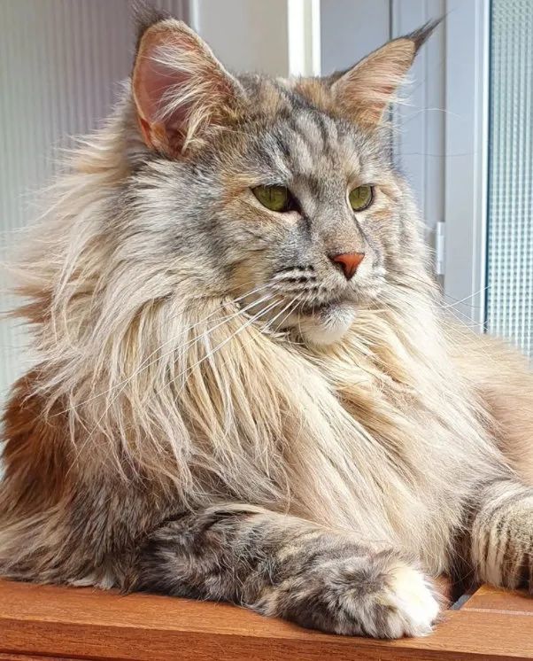 一股子自带王者的气质,不愧是缅因大佬!额.这不是大.大狮子吗?