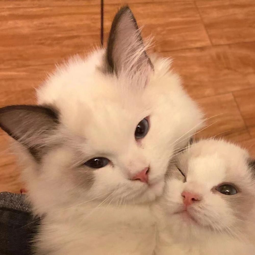 520最热情侣头像大放送萌宠篇_腾讯新闻