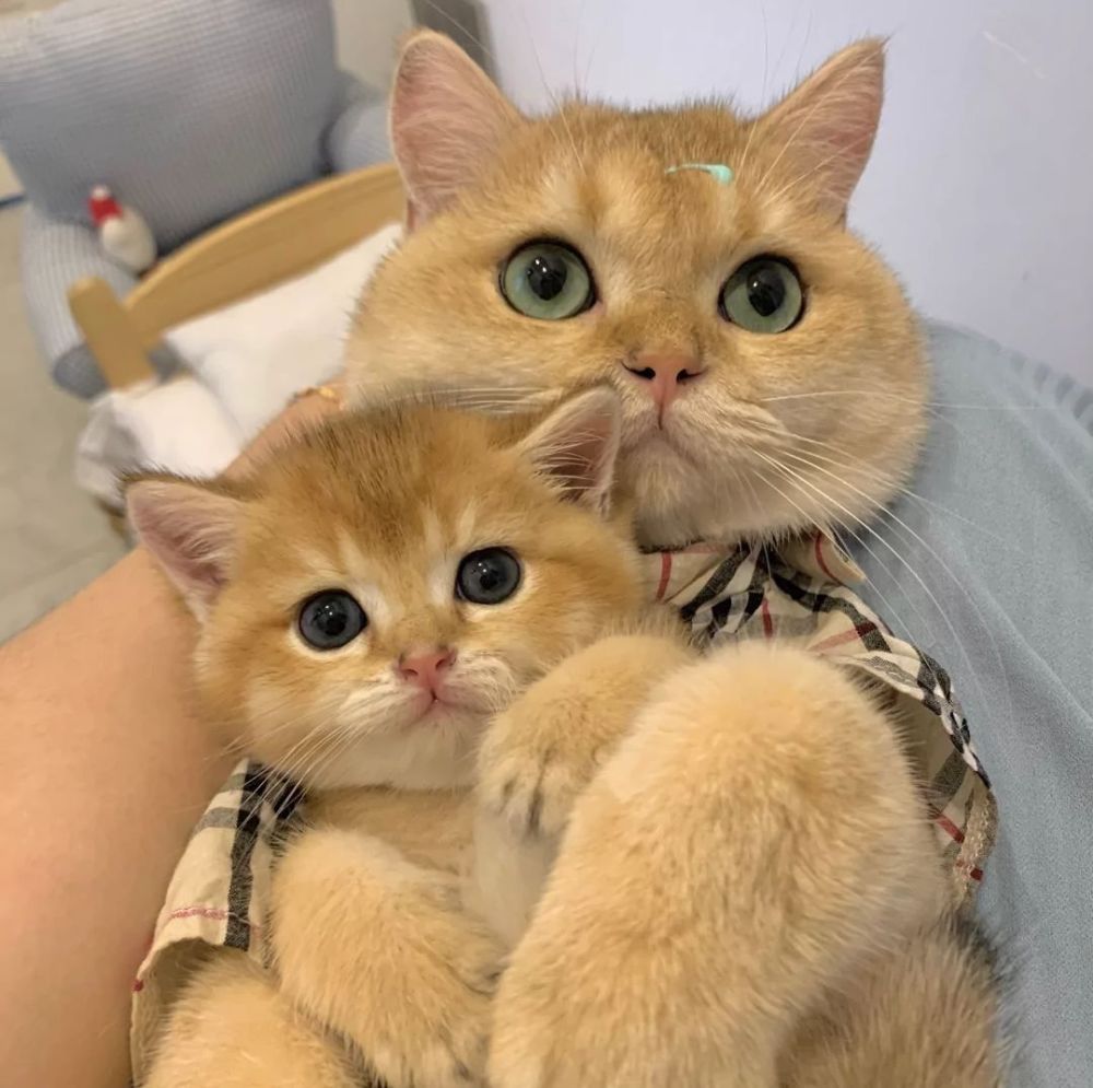 520最热情侣头像大放送萌宠篇_腾讯新闻