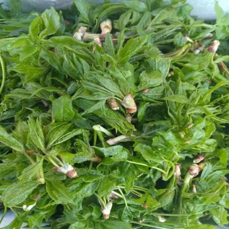 刺嫩芽也是高配蘸酱菜里的高手鲜嫩醇厚,野味浓郁这上等山野菜焯水后