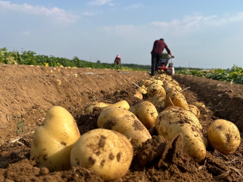 1万斤!邹城土豆田里说丰年,听取笑声一片_腾讯新闻