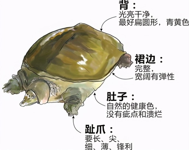 佛罗里达鳖卡通图片