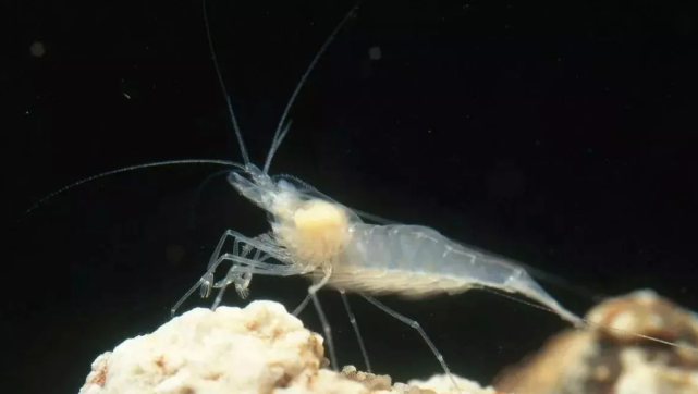 一种"煮不熟"的虾,在450度的火山口生活,为啥还能涮火锅?