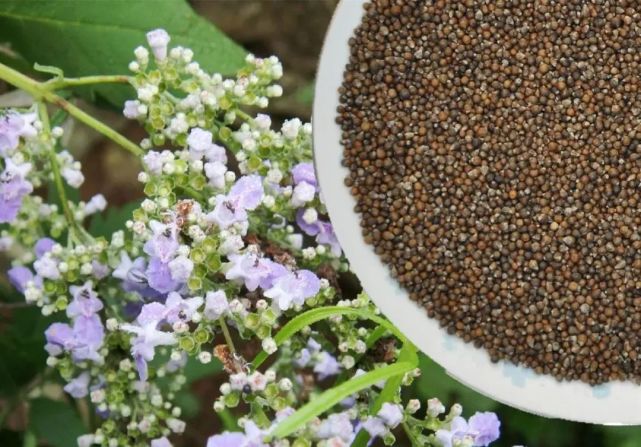 黄荆的果实 图片来源:中国中药杂志黄荆的叶子和花都会散发出浓烈的