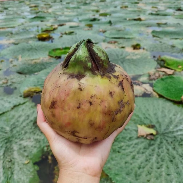 鸡头米也叫芡实,因为芡实果实上花萼退化的部分形如鸡喙,故又称之为"
