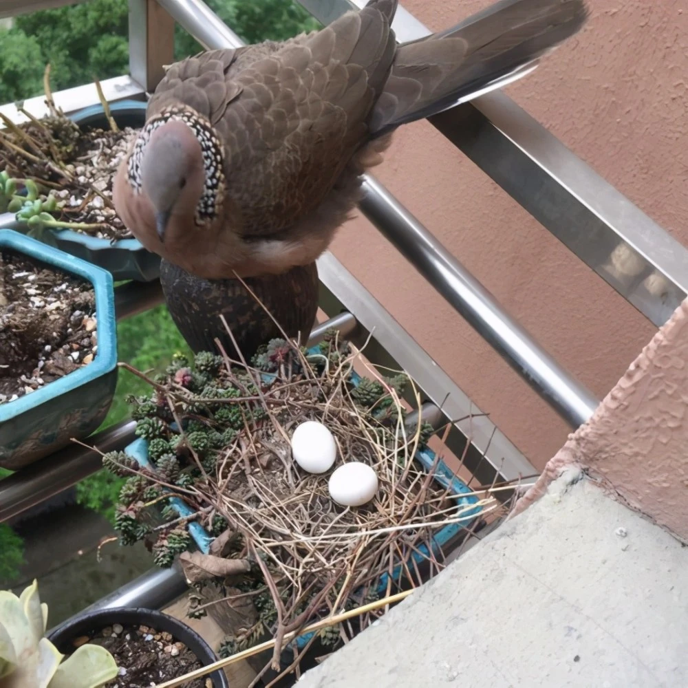 斑鳩雖然有個巢穴,但因為巢穴過於簡陋,幼崽成活率和築巢能力強的鳥兒