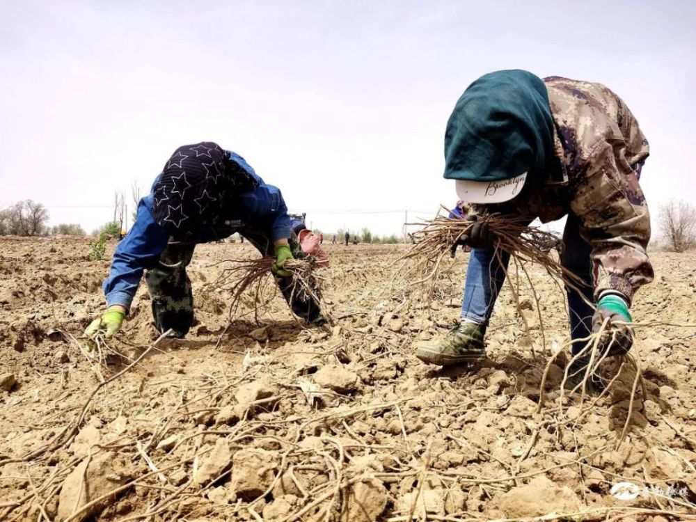 组图民勤县大坝镇城西村甘草飘香采收忙