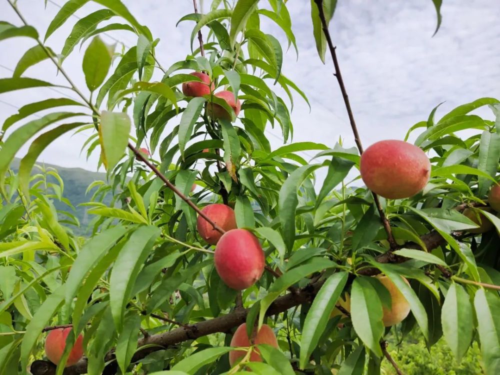 比5更甜 大桥南岭山下百亩红桃 甜蜜 上市啦 腾讯新闻
