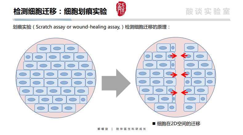 有救啦cck8mtt劃痕實驗transwell實驗pi染色等14個實驗巨詳細