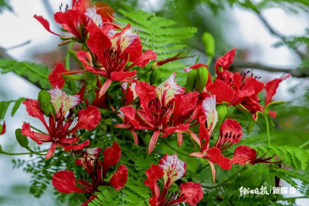 阳江市市花火红"出圈"_腾讯新闻