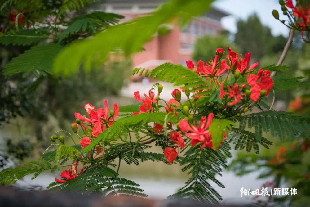 阳江市市花火红"出圈"_腾讯新闻