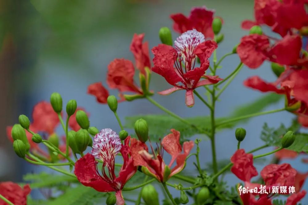 阳江市市花火红出圈