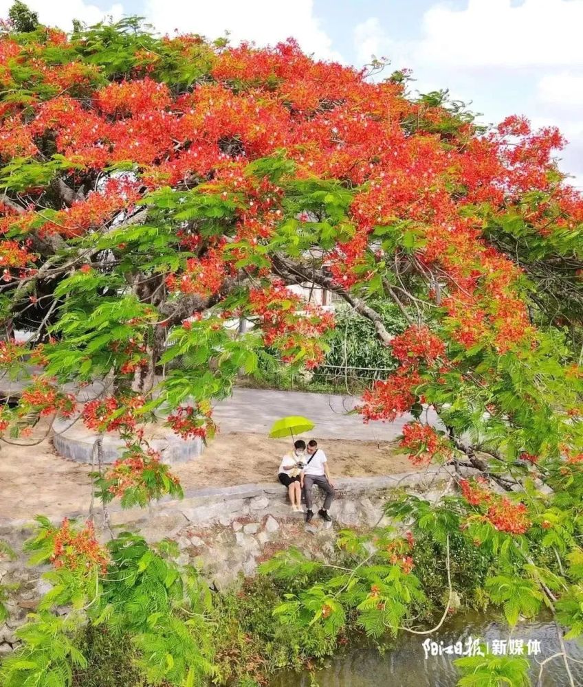 阳江市市花火红"出圈"_腾讯新闻