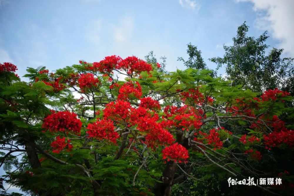 阳江市市花火红"出圈"_腾讯新闻
