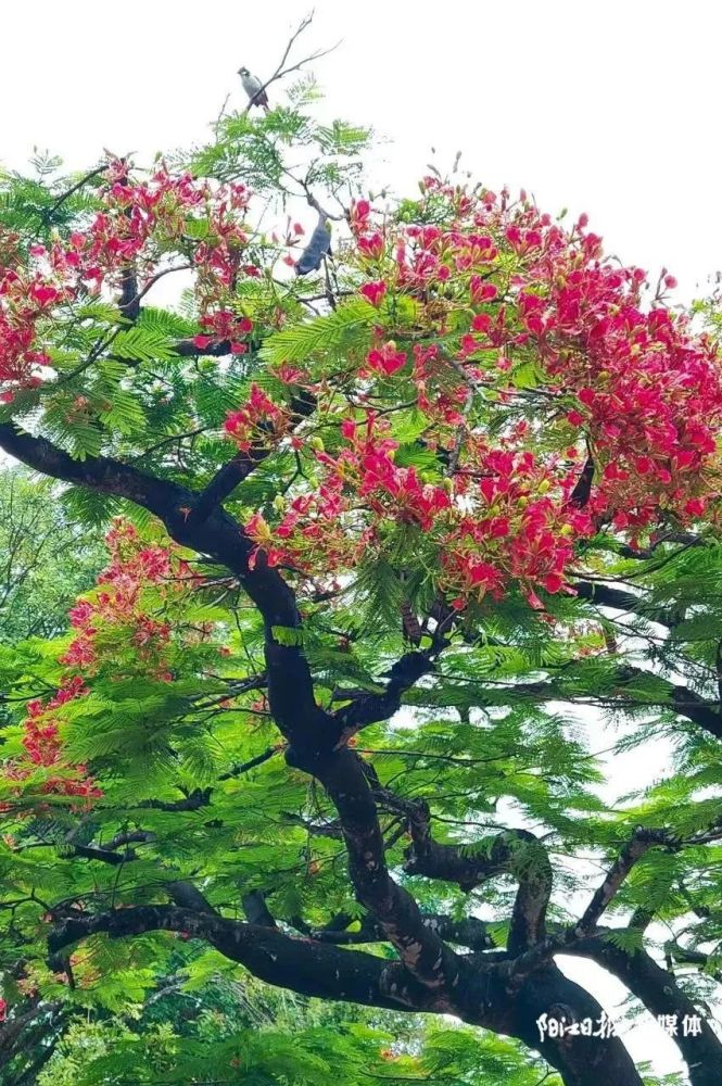 阳江市市花火红"出圈"_腾讯新闻