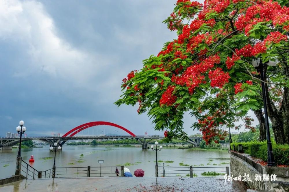 阳江市市花火红"出圈"_腾讯新闻