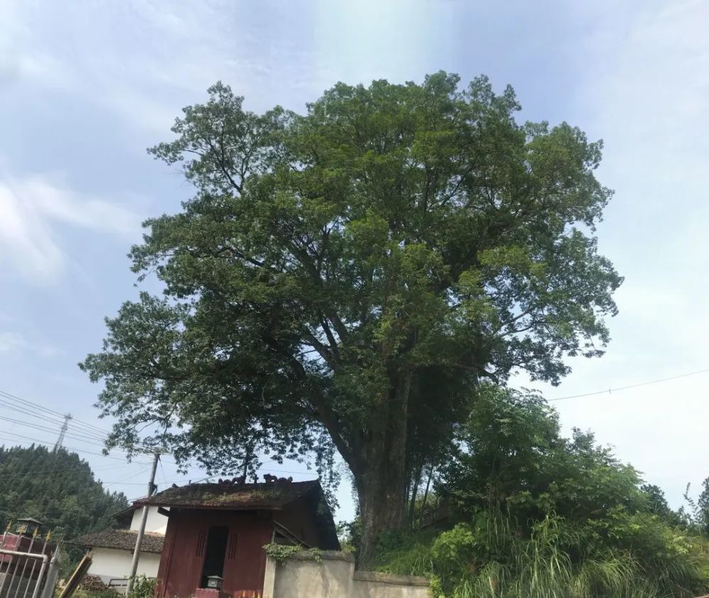 江西十大树王 最年长 树王 在上饶 2500岁 腾讯新闻