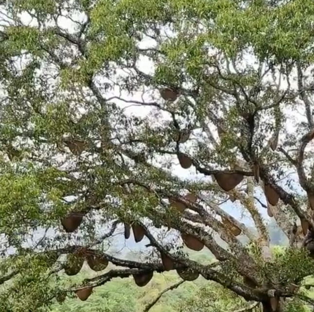 雲南普洱山林現罕見蜂王樹樹上掛滿數十個馬蜂窩