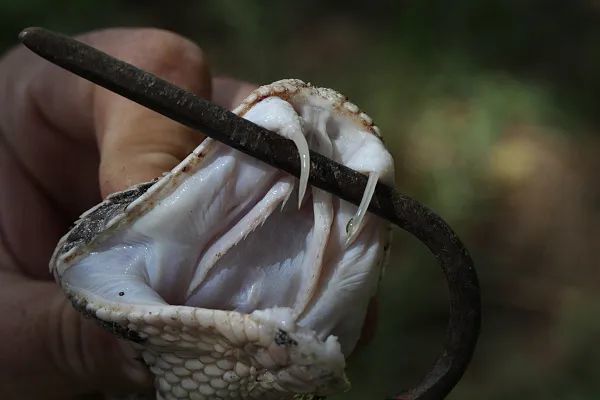 大家好,我是加蓬咝蝰,先来展示一下我引以为傲的毒牙!