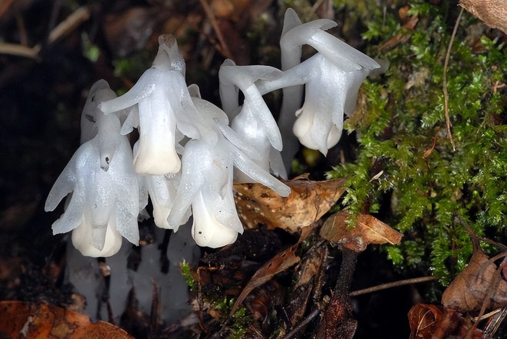 还有很多人称它为冥界的死亡之花或腐生花,给水晶兰蒙上了一层神秘的