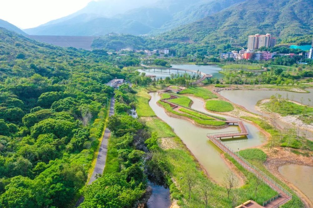 深圳大鹏这个红树林湿地园即将开放