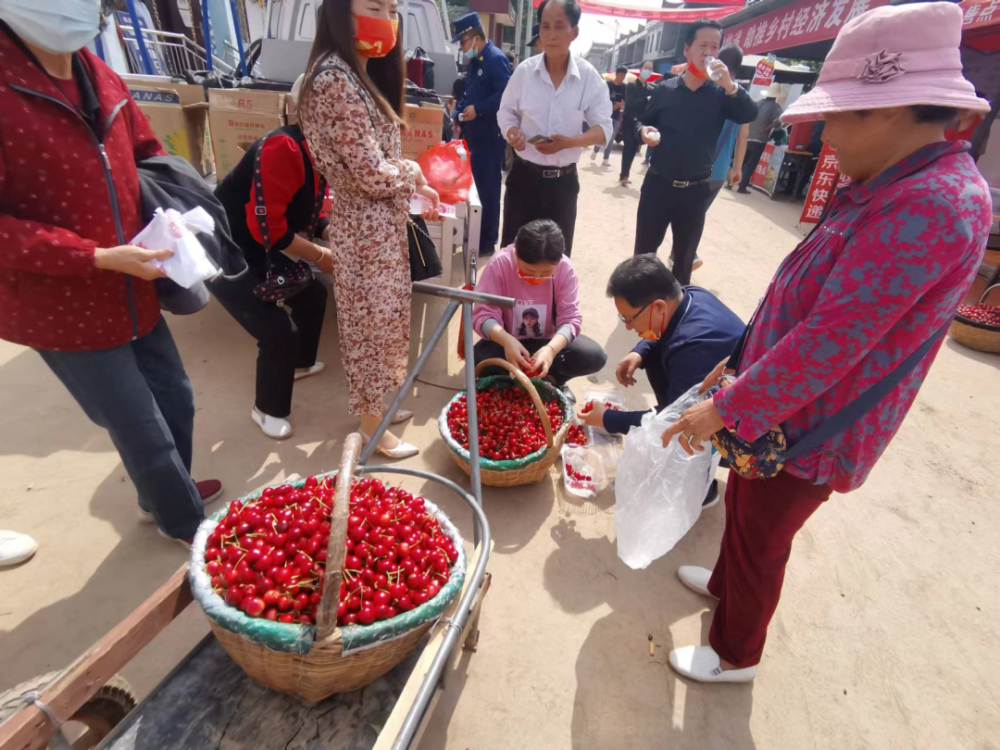 走到杨家沟吃樱桃走一一扶风县第四届大樱桃采摘节在杏林镇杨家沟开幕