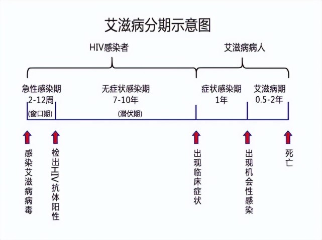艾滋病的窗口期和潜伏期有什么区别?_腾讯新闻