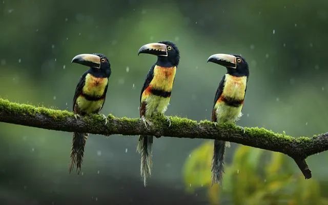 5.22生物多样性日|"持久地球"联合行动:为2030目标携手向前