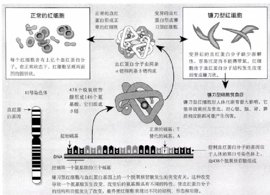 血红蛋白6号位的缬氨酸取代谷氨酸后,等于在血红蛋白s表面安装了一个