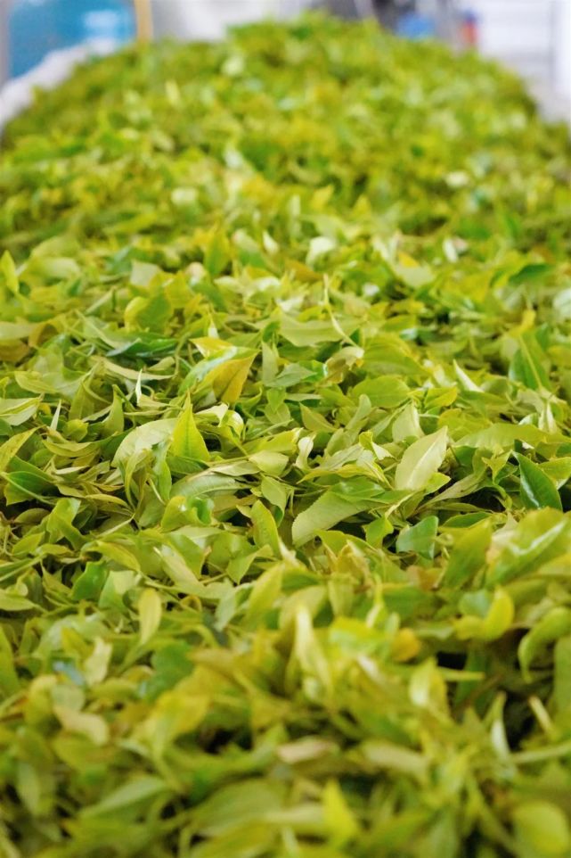 云岭深山观云海,品名茶