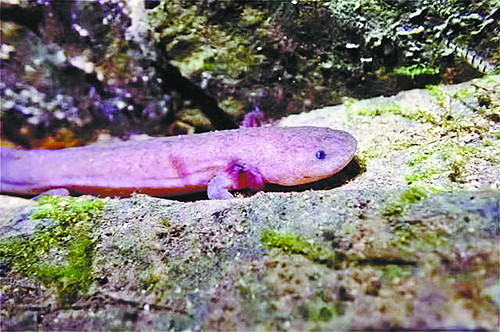 新物种我国发现野外纯种娃娃鱼