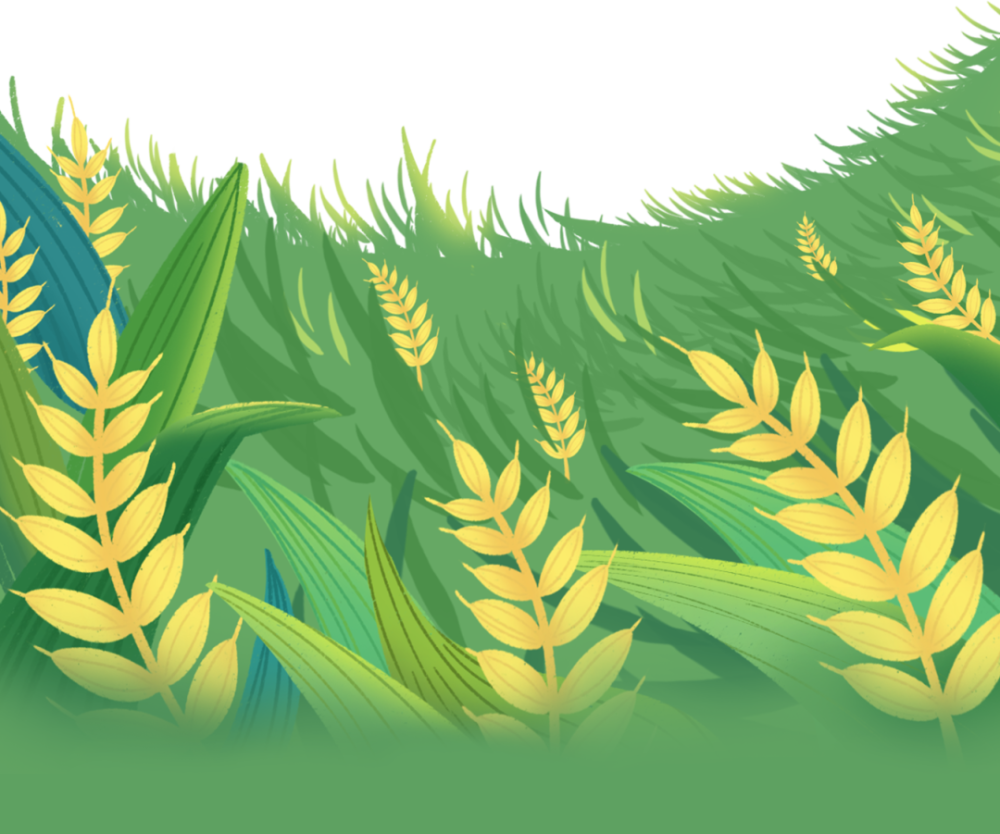 稻田里说5g在小楼镇的绿聚来种植基地,一块2000亩的绿色水稻田长势喜