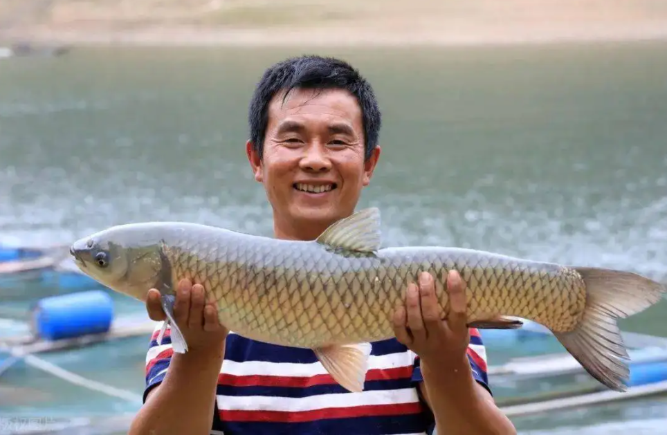广东精明商人，给草鱼喂蚕豆，让鱼减肥，卖到北京，每天销售20万