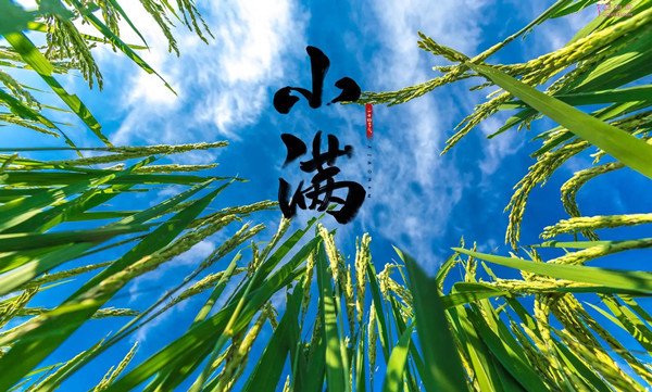 多谢春风来孕育,与君共赏雪球花.(一川)