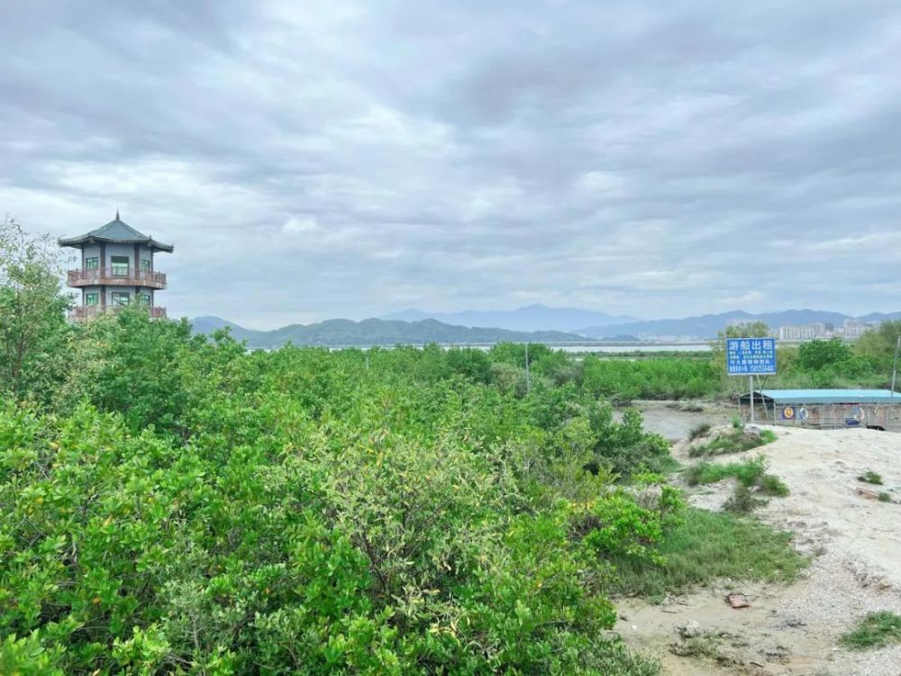 白沙村鹭鸟飞舞舞出美丽乡村画卷